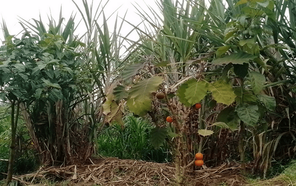 Photo: Agro-Pueblos